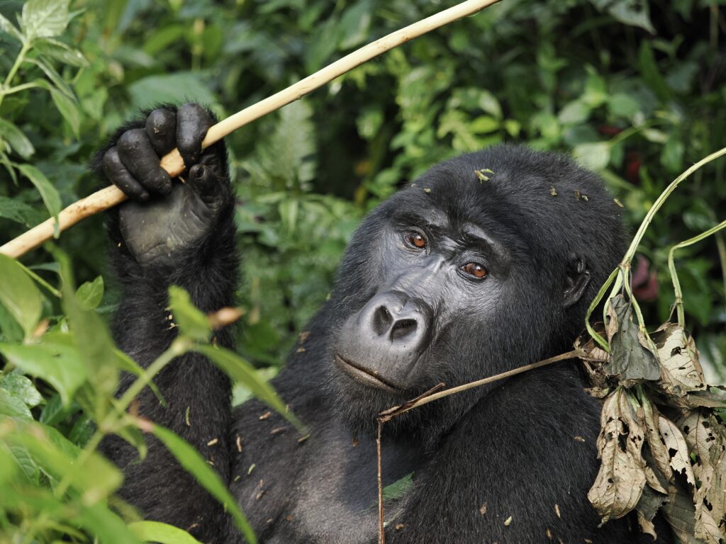 Uganda & Tanzania